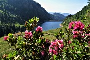18 Rhododendron ferrugineum (Rododendro rosso) con Lago di Valmora